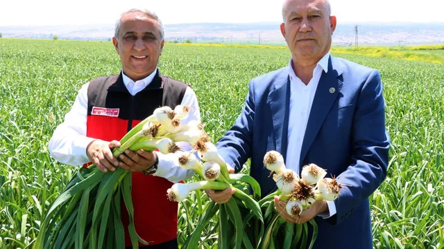 Gaziantep'te Araban sarımsağı üretimi zirvede: %61'i ilçe karşıladı