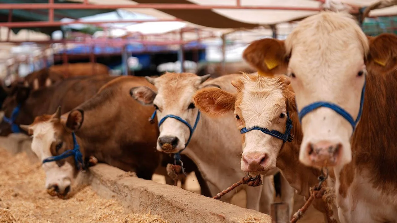 Kurban vekaleti nasıl verilir? Kurban vekaleti kimlere verilebilir, şartları neler?