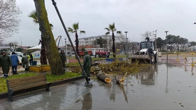 Sakarya Karasu Sahili'nde şiddetli rüzgar parkı vurdu: Ağaç devrildi, hasar oluştu