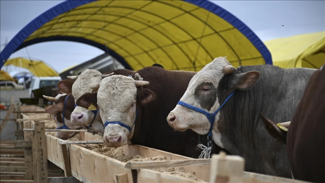 Marketlerde kurbanlık fiyatları ne kadar?