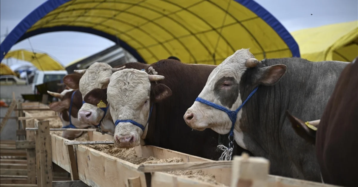 Marketlerde kurbanlık fiyatları ne kadar?