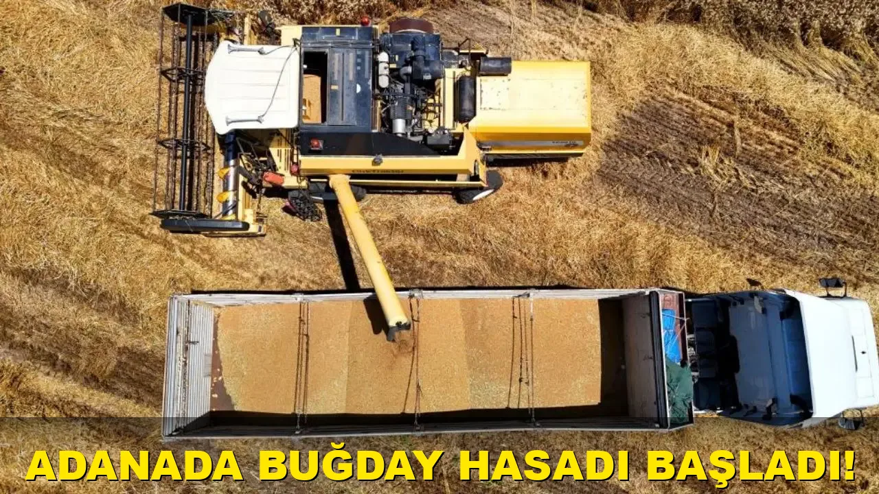 Adana'da buğday Hasadı Başladı!
