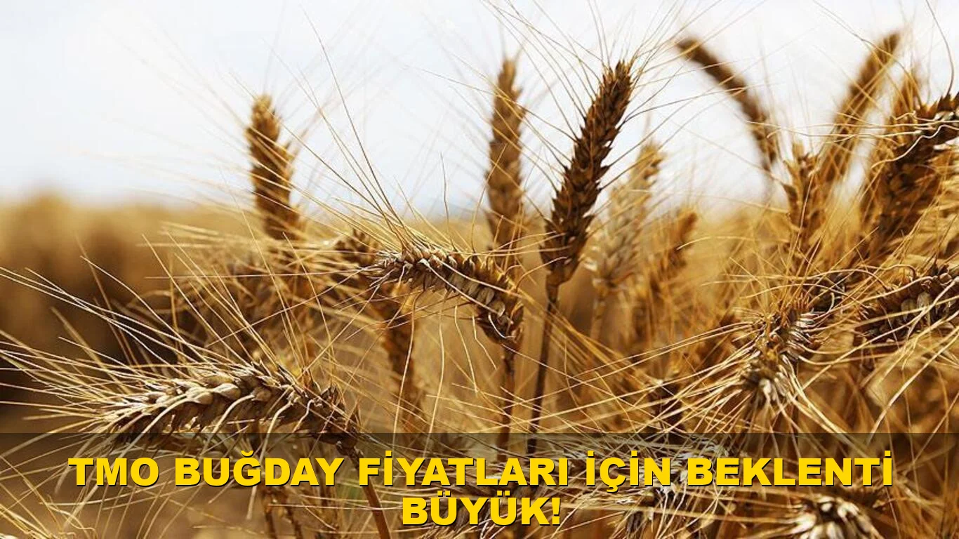 TMO buğday fiyatları için beklenti büyük!
