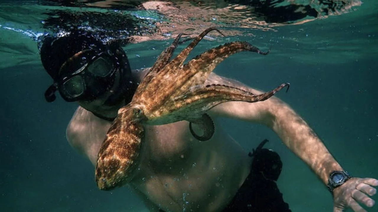 Ahtapottan Öğrendiklerim Filminden Bir Sahne