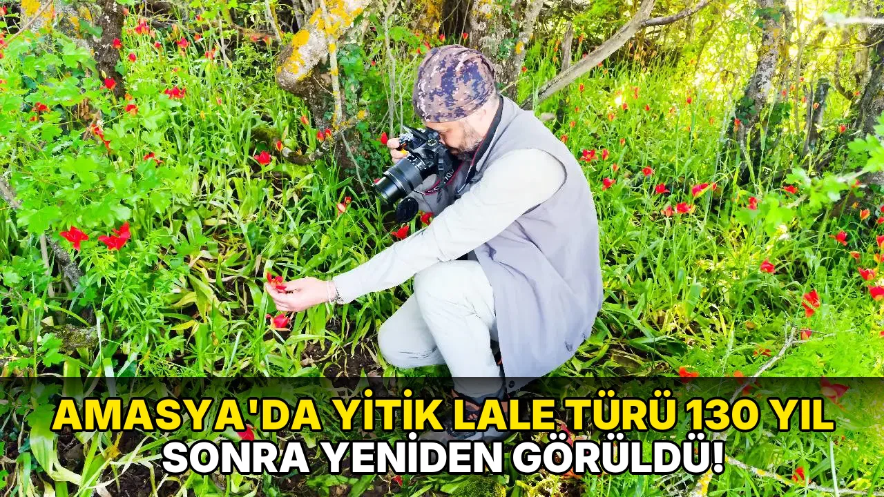 Amasya'da yitik Lale Türü 130 yıl sonra yeniden görüldü!