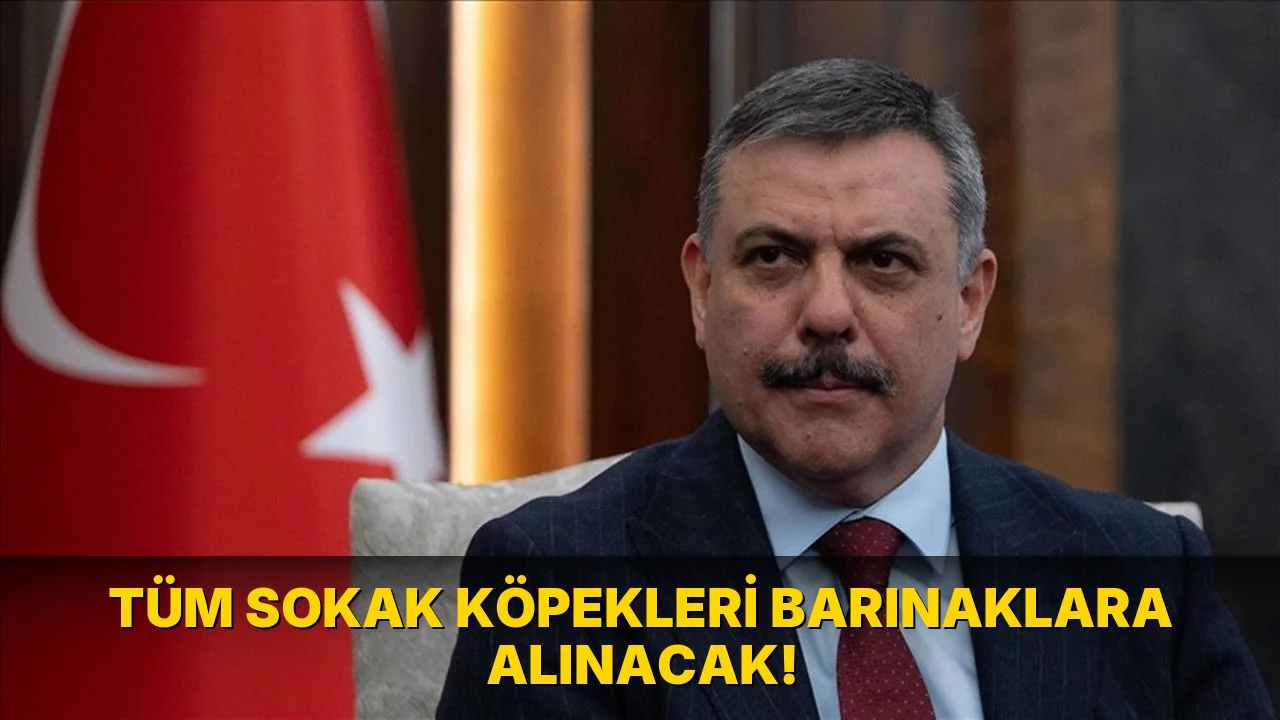 Tüm Sokak Köpekleri Barınaklara Alınacak!