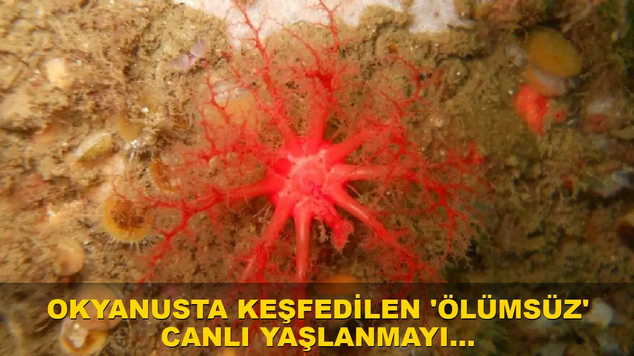 Okyanusta Keşfedilen 'Ölümsüz' Canlı Yaşlanmayı Durdurabilir mi?