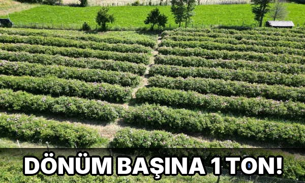Dönüm Başına 1 Ton!
