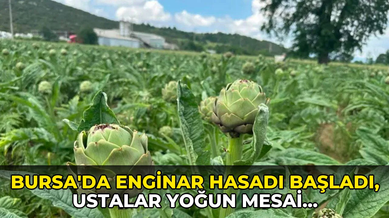 Bursa'da enginar hasadı başladı, Ustalar Yoğun Mesai Yapıyor!