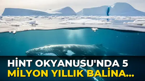 Hint Okyanusu'nda 5 Milyon Yıllık Balina Mezarlığı Keşfedildi!