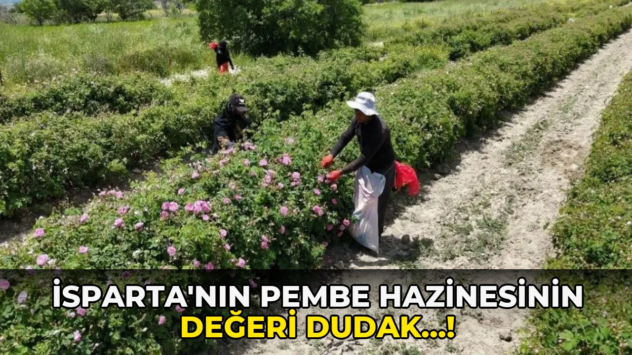 İsparta'nın Pembe Hazinesinin Değeri Dudak…!