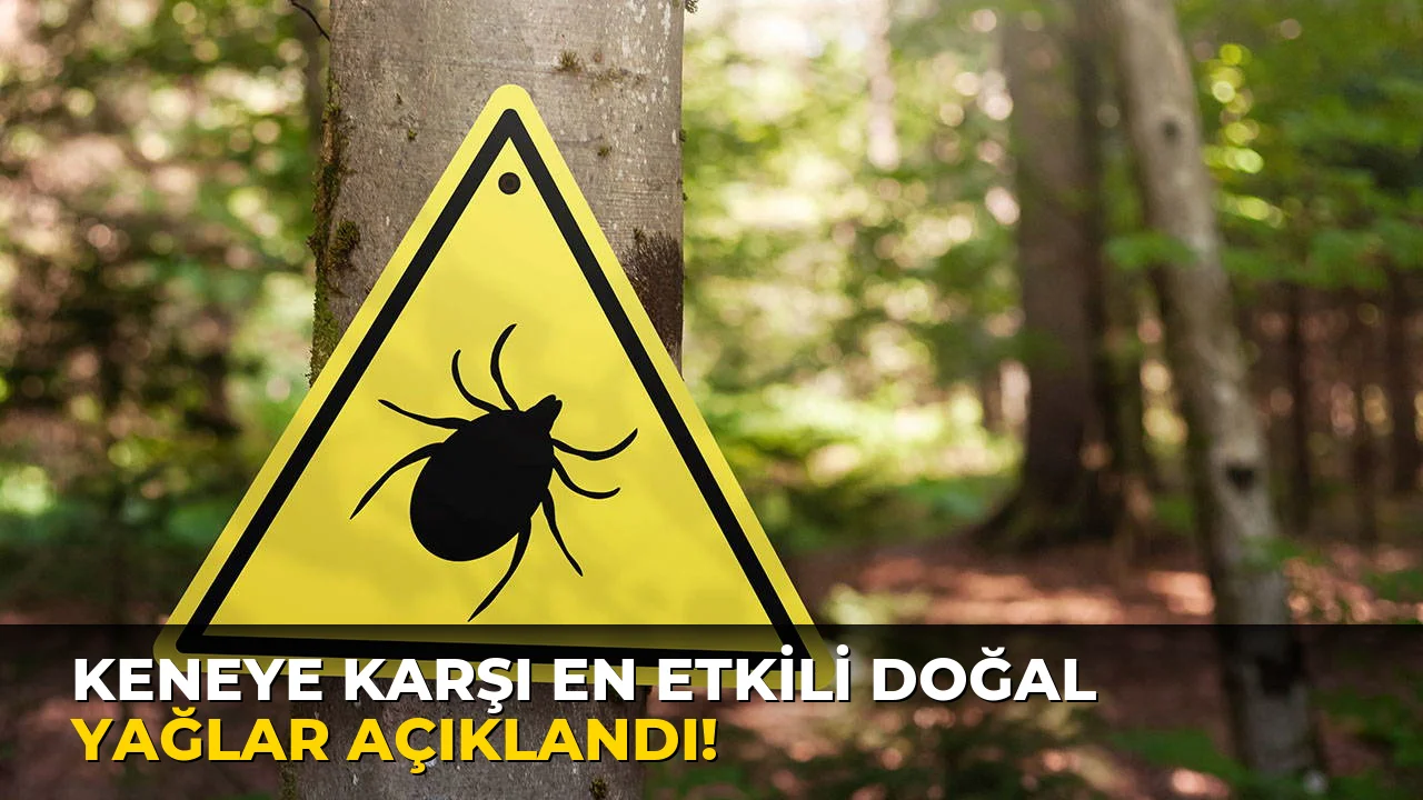 Keneye Karşı En Etkili Doğal Yağlar açıklandı!