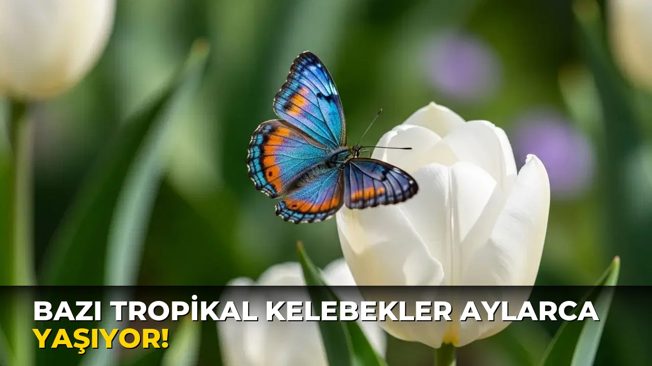Bazı Tropikal Kelebekler Aylarca Yaşıyor!