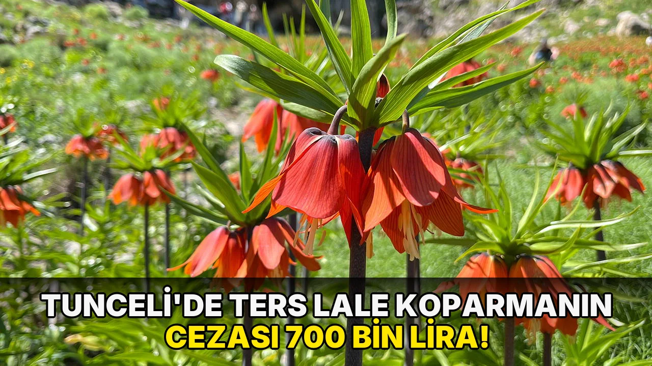Tunceli’de ters Lale Koparmanın Cezası 700 Bin Lira!