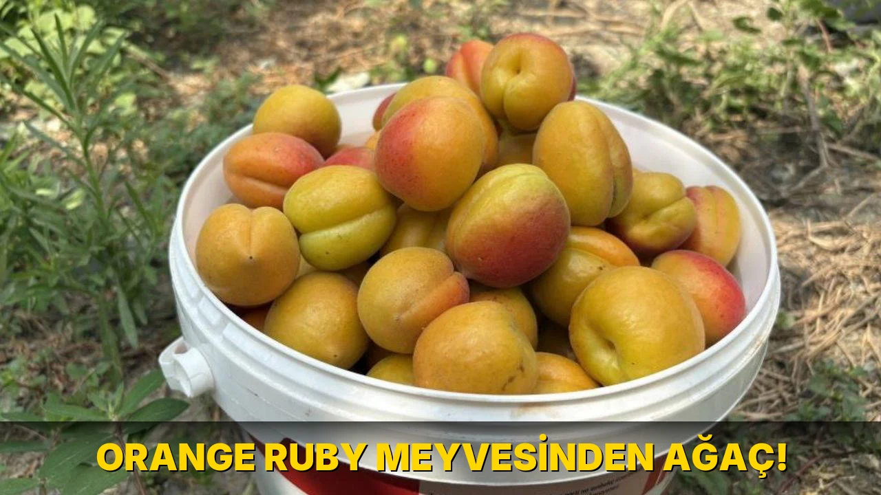Orange Ruby Meyvesinden Ağaç!