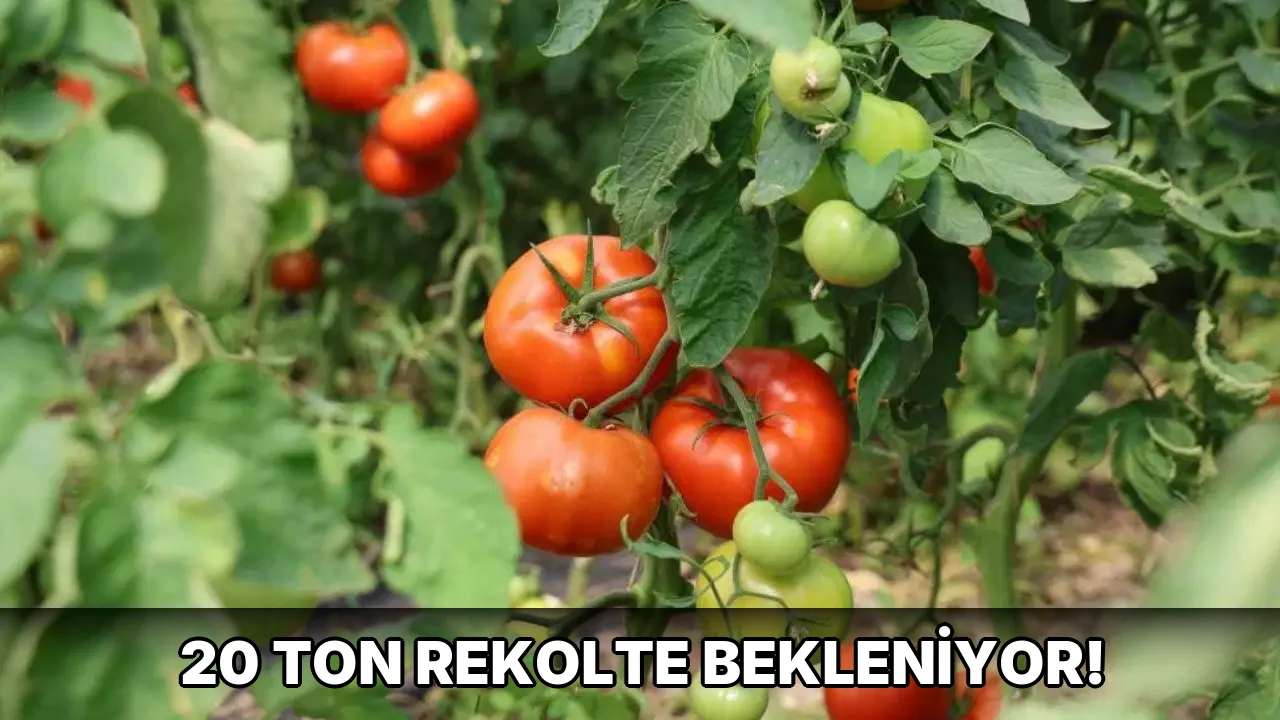 20 Ton Rekolte bekleniyor!