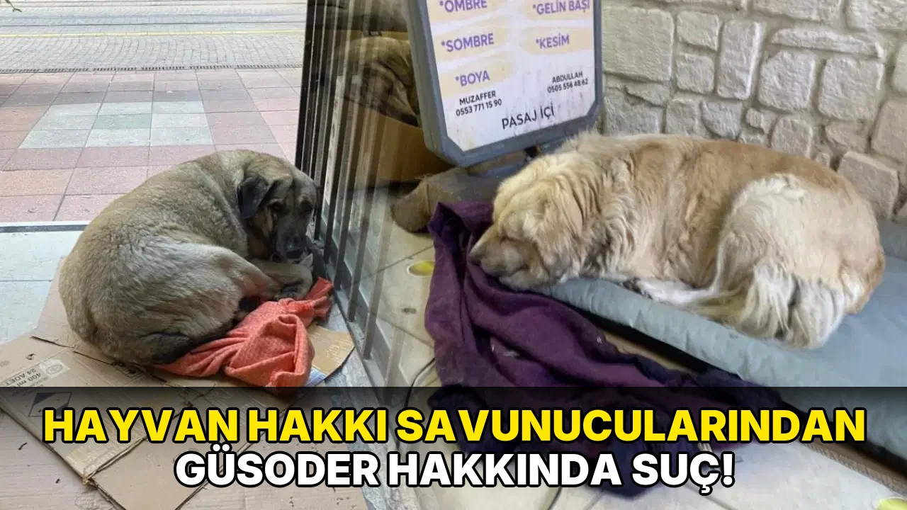 Hayvan Hakkı Savunucularından GÜSODER Hakkında Suç!