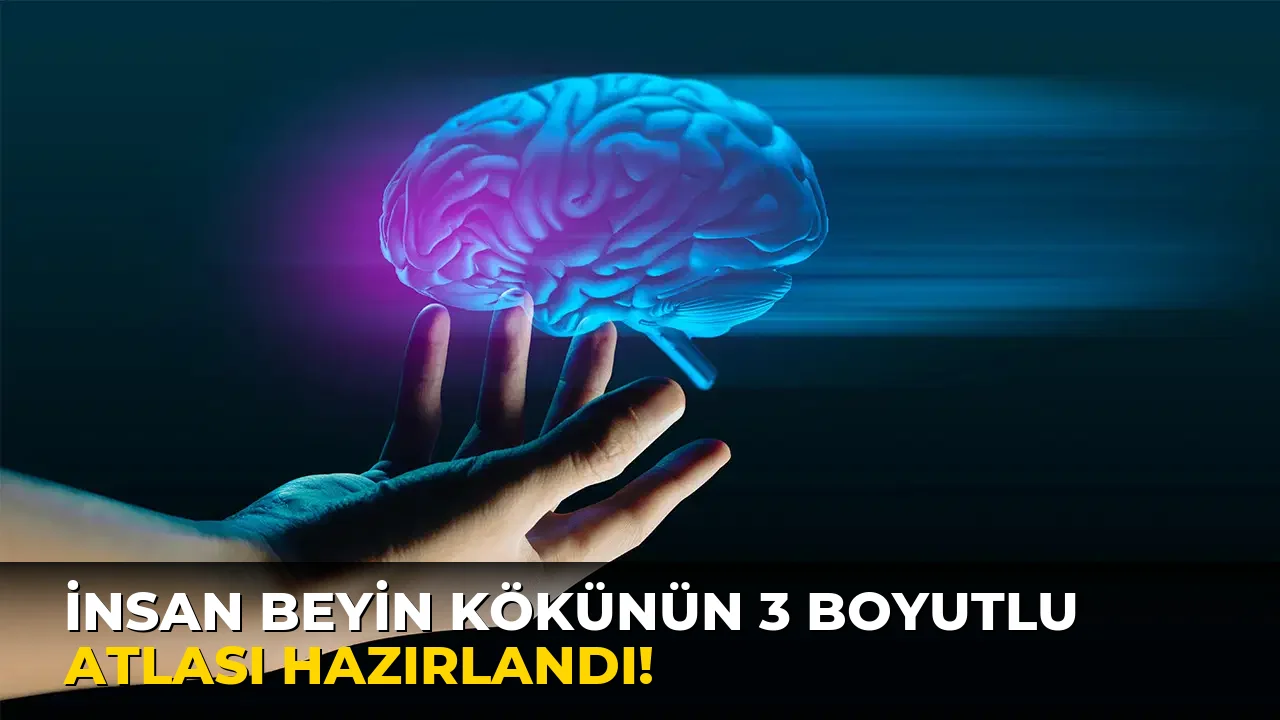 İnsan Beyin Kökünün 3 Boyutlu Atlası Hazırlandı!