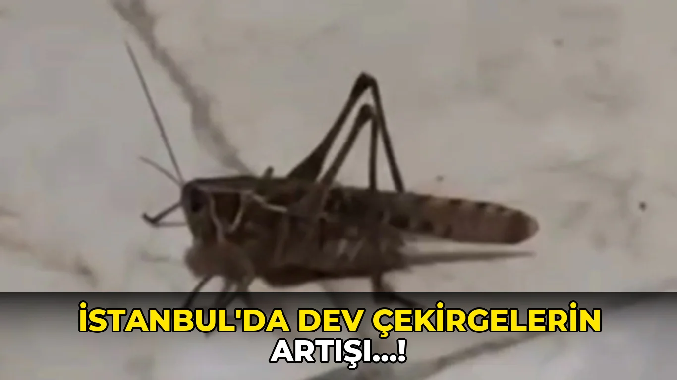 İstanbul'da dev çekirgelerin artışı…!