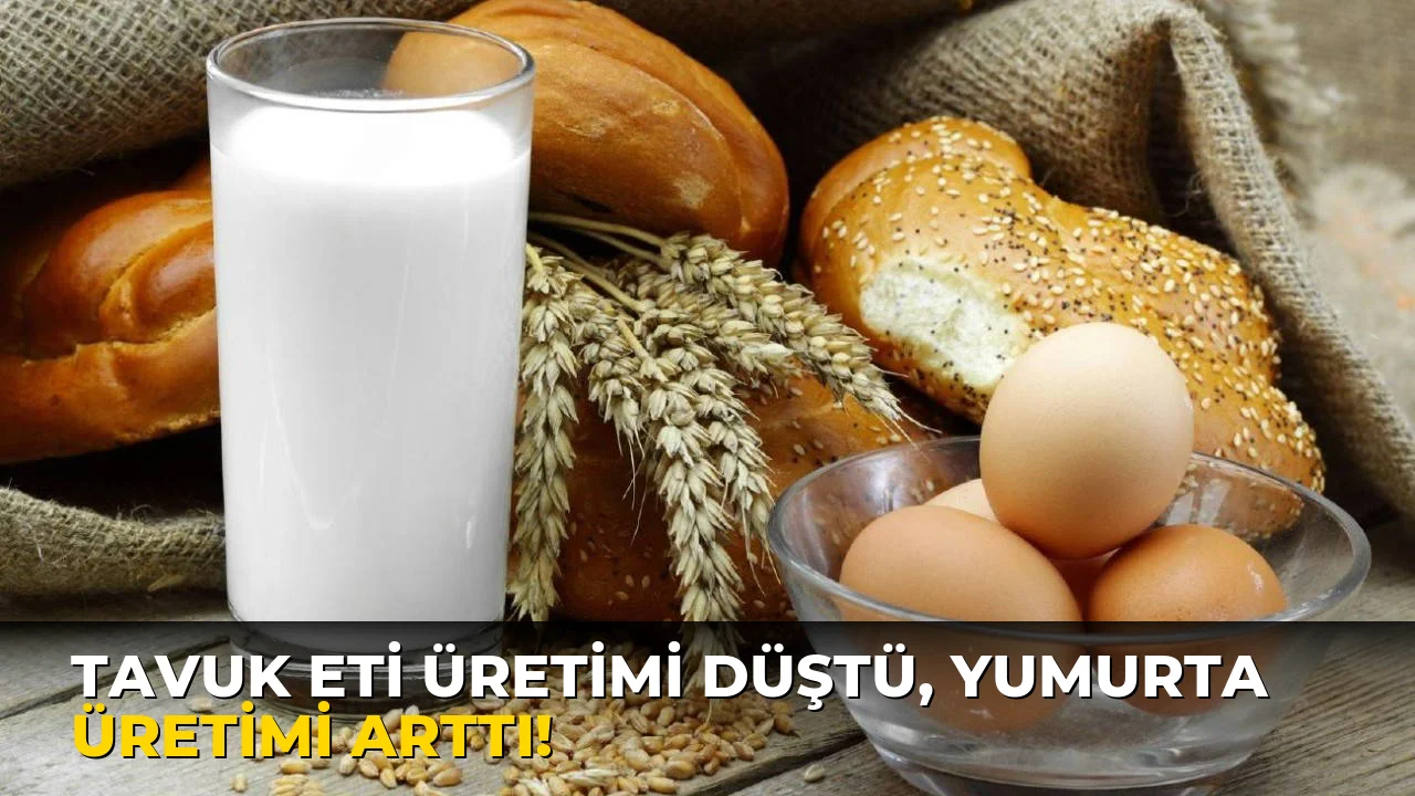 Tavuk Eti Üretimi düştü, Yumurta Üretimi Arttı!