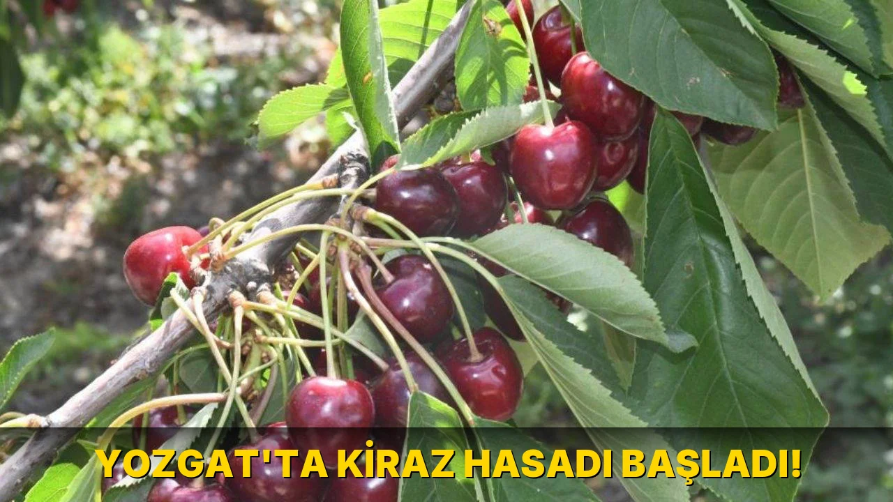 Yozgat'ta Kiraz Hasadı Başladı!