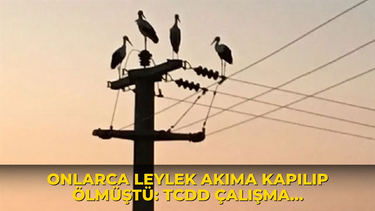 Onlarca leylek akıma kapılıp ölmüştü: TCDD çalışma başlattı