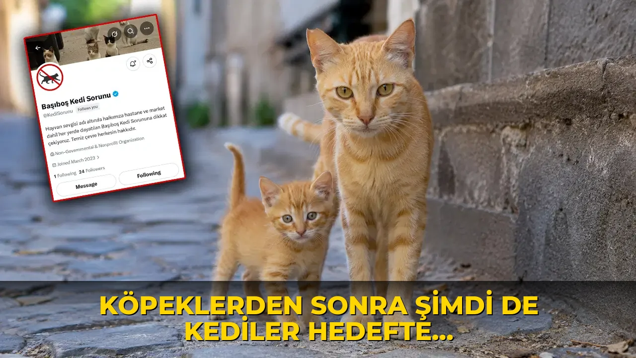 Köpeklerden sonra şimdi de kediler hedefte: Toplatılmalarını istediler!