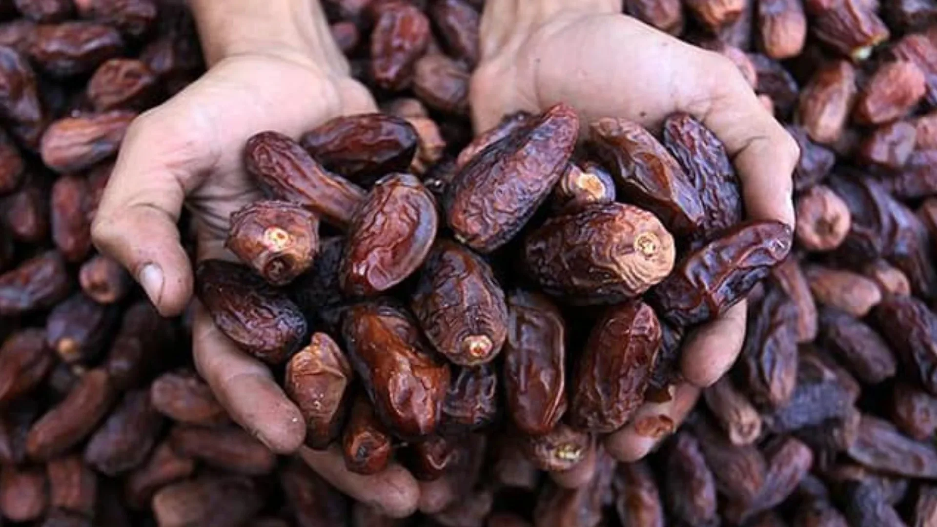 O bölgelerde dikkat çeken artışHurma yetiştiriciliği için uygun koşullara sahip bölgelerin başında Adana, Mersin, Şanlıurfa, Diyarbakır, Batman, Siirt ve Hakkari geliyor. Sıcak ve kurak iklim koşullarına uyum sağlayabilen hurma ağaçları, alternatif tarım ürünü arayan üreticiler için seçenek oluşturuyor.Bununla birlikte ürünün verimi ve ekonomik getirisi, çeşit, bölgenin iklimi, toprak özellikleri, sulama koşulları ve yetiştirme yöntemlerine göre değişiyor.