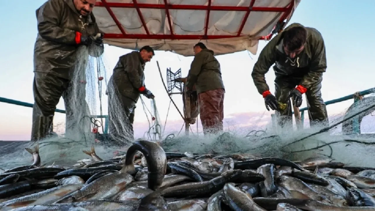 Balık fiyatları çok düşünce 'avlanmayı bırakın' çağrısı geldi!