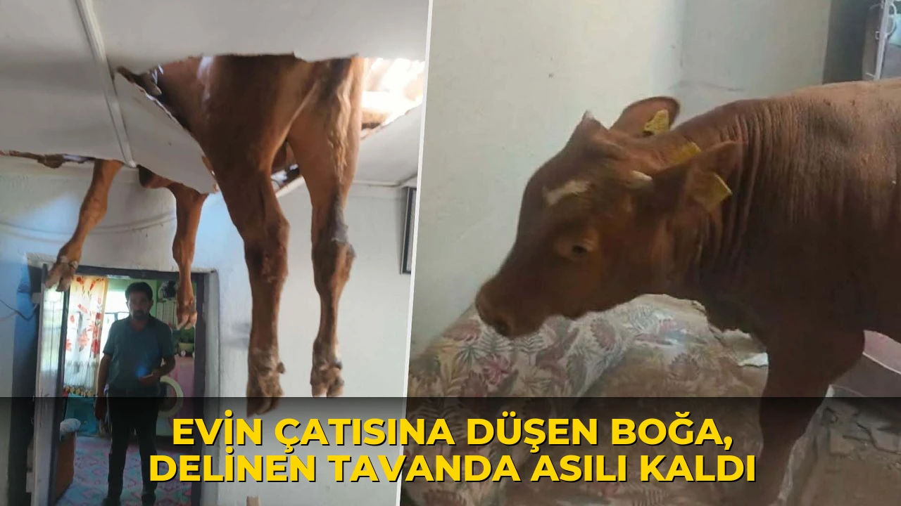 Evin çatısına düşen boğa, delinen tavanda asılı kaldı