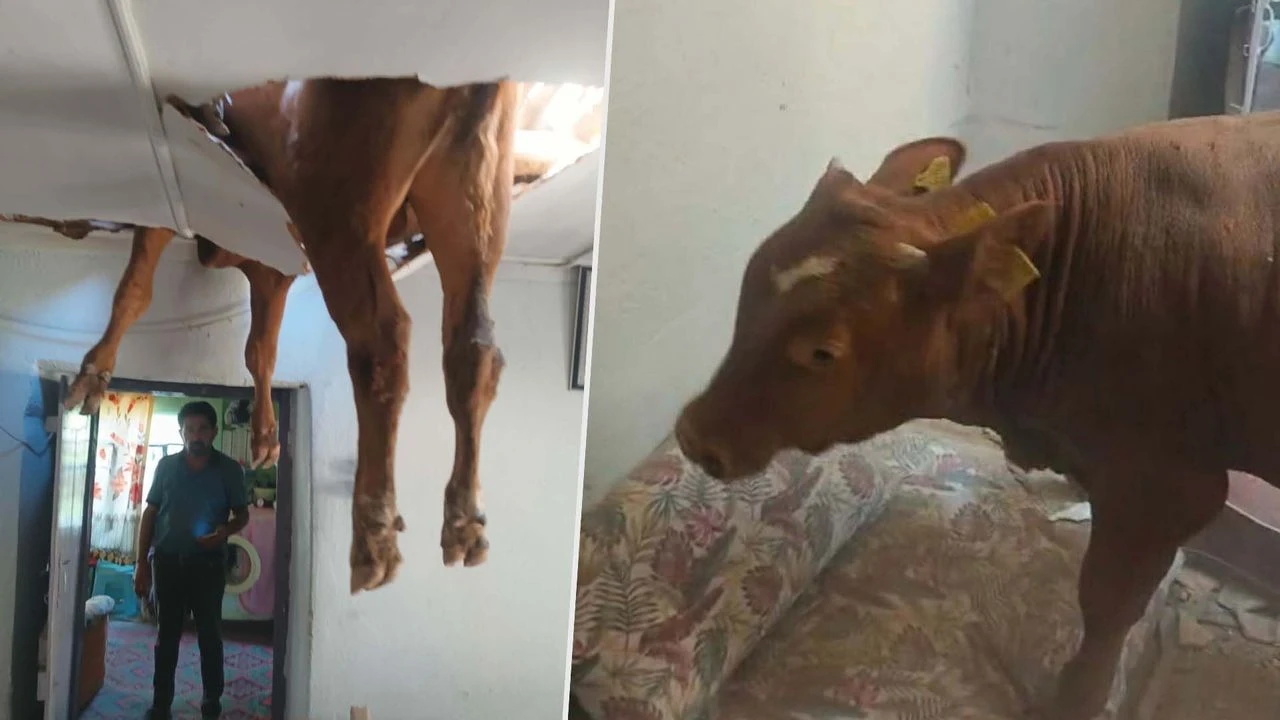 Evin çatısına düşen boğa, delinen tavanda asılı kaldı