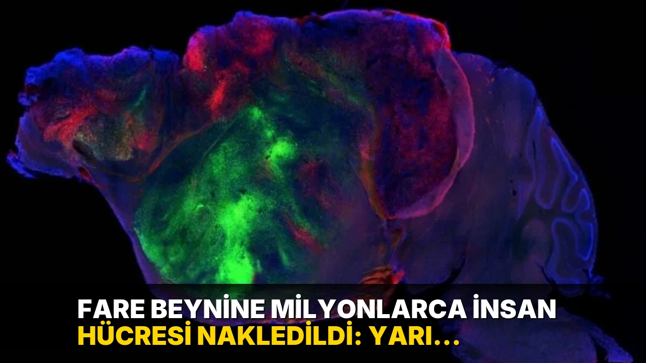 Fare beynine milyonlarca insan hücresi nakledildi: Yarı insan, yarı fare