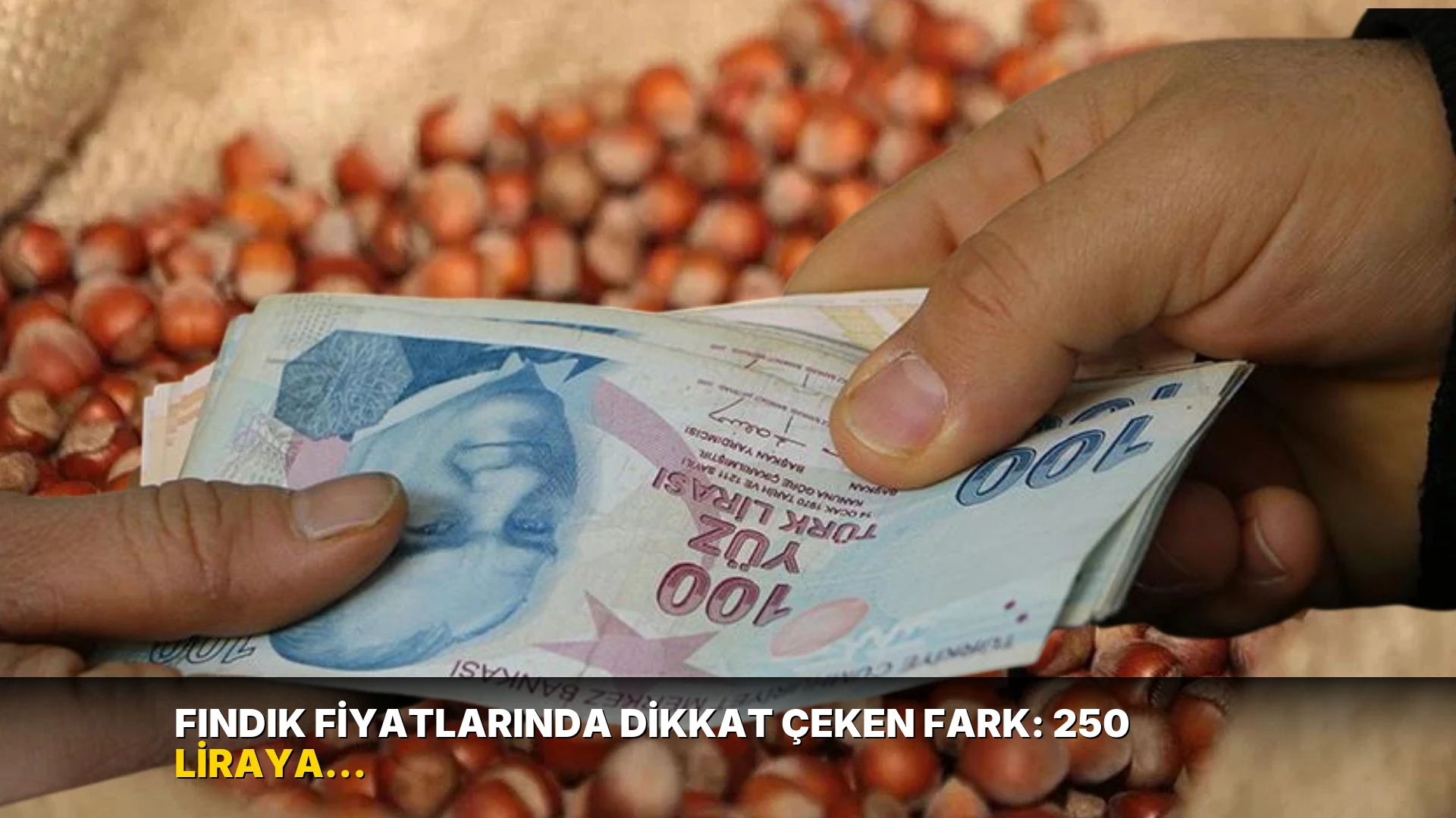 Fındık fiyatlarında dikkat çeken fark: 250 liraya rağmen neden 170-180 lira? İnceleme başladı