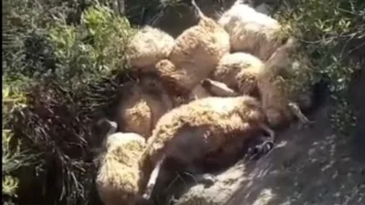 Tunceli'deki koyun ölümlerine resmi soruşturma başlatıldı