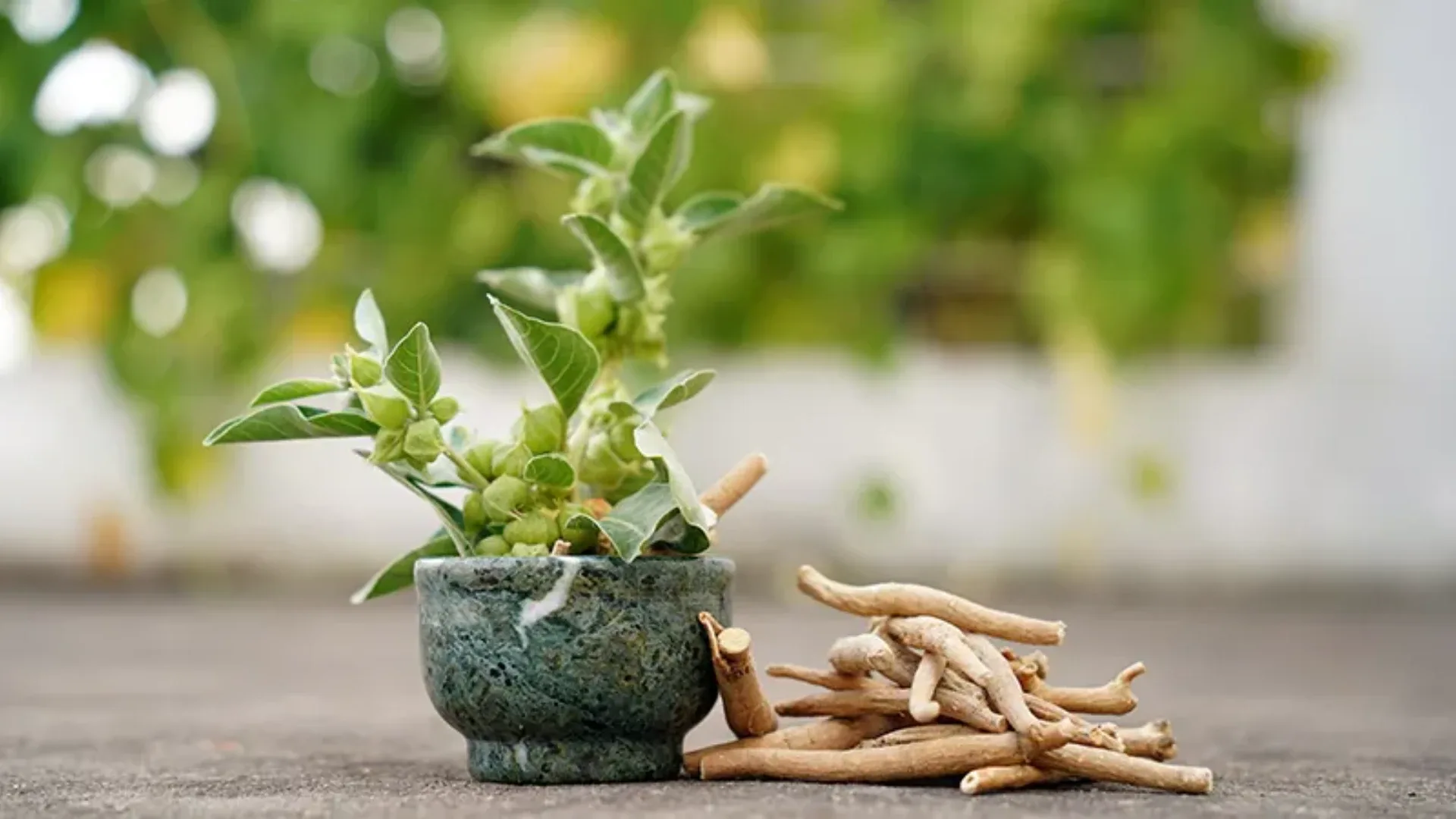 Ashwagandh nedir?Asya kökenli bir bitki olan ashwagandha, sosyal medyada oldukça sosyal medyada viral olmasının yanı sıra özellikle perimenopoz dönemindeki kadınlar arasında popüler olan, rahatlamaya yardımcı olduğu ve bu dönemde görülen bazı belirtileri hafiflettiği yönündeki iddialarla biliniyor. Ancak klinik ve karaciğer araştırmacılarının çalışmalarını içeren LiverTox'a göre, ashwagandha son yıllarda karaciğer sorunlarıyla ilişkilendirildi. Araştırmacılar, söz konusu karaciğer hasarlarının hangi mekanizmayla ortaya çıktığının ise henüz net olmadığını belirtiyor. Ashwagandha genel olarak güvenli kabul edilirken, karaciğer hasarının nadir görüldüğü ifade ediliyor. 
