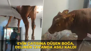 Evin çatısına düşen boğa, delinen tavanda asılı kaldı