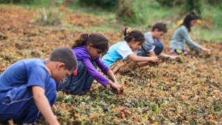 Bakan Tekin açıkladı: 26 bin 920 çocuk, mevsimlik tarım işçisi olarak çalışıyor