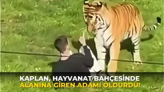 Kaplan, hayvanat bahçesinde alanına giren adamı öldürdü!