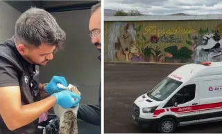Sincan'da sahipsiz hayvanlar için veteriner hizmetleri sürüyor