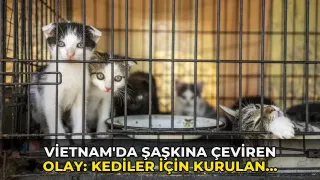 Vietnam'da şaşkına çeviren olay: Kediler için kurulan tuzakların ardındaki plan ortaya çıktı