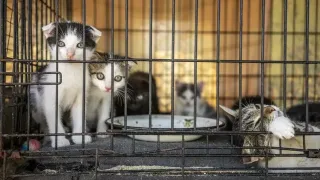 Vietnam'da şaşkına çeviren olay: Kediler için kurulan tuzakların ardındaki plan ortaya çıktı