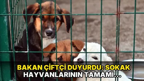 Bakan Çiftçi duyurdu: Sokak hayvanlarının tamamı toplandı